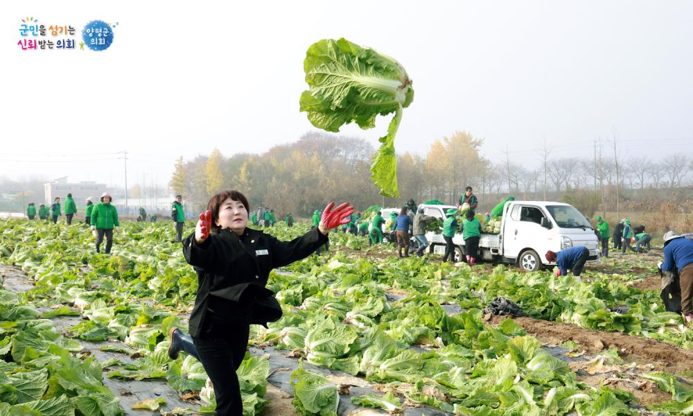 양평군새마을회 사랑의 김장 나누기-배추수확 사진